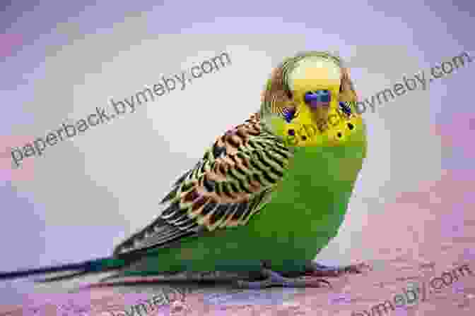 A Beautiful Parakeet With Bright Green And Blue Feathers The Parakeet Named Dreidel: A Picture