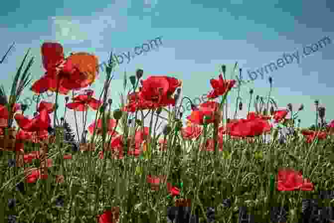 A Bronze Poppy Flower Blooming In A Field The Legend Of The Bronze Poppy