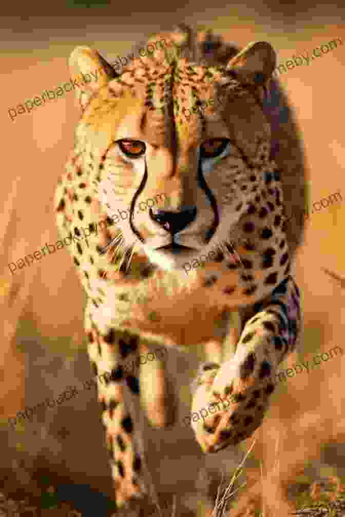 A Cheetah Sprints Across The Savanna In Pursuit Of Its Prey Part Of The Pride: My Life Among The Big Cats Of Africa