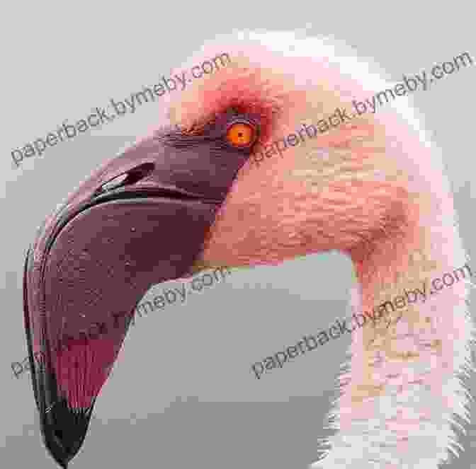 A Close Up Photograph Of A Flamingo's Beak, Highlighting Its Specialized Structure For Filtering Food. Amazing Picture And Fact About Flamingos (The Animal Kids Book)