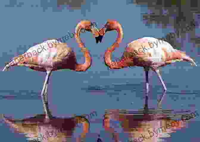 A Close Up Photograph Of A Flamingo's Vibrant Pink Feathers, Showcasing The Unique Coloration Caused By Their Diet. Amazing Picture And Fact About Flamingos (The Animal Kids Book)