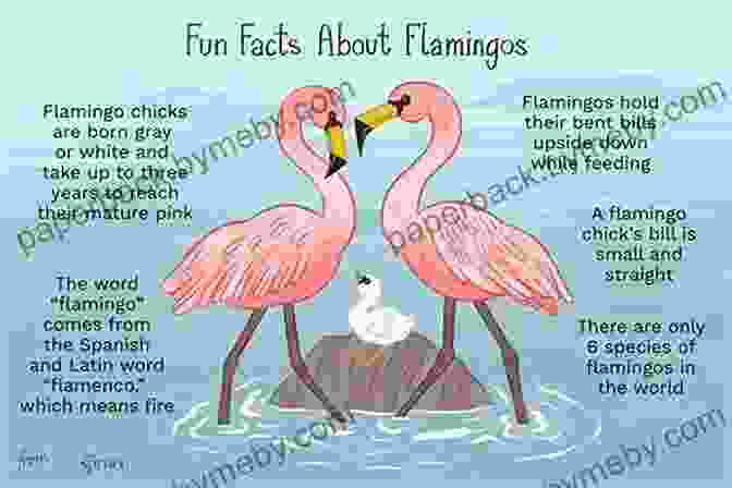 A Collage Of Photographs And Illustrations Showcasing Various Fun Facts About Flamingos, Such As Their Sleeping Habits, Diet, And Social Interactions. Amazing Picture And Fact About Flamingos (The Animal Kids Book)