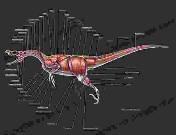 A Detailed Diagram Of A Velociraptor's Anatomy, Highlighting Its Key Features, Including Its Long Hind Legs, Grasping Hands, And Distinctive Skull Shape. Velociraptor (21st Century Junior Library: Dinosaurs)