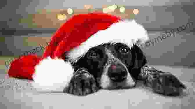 A Dog Wearing A Santa Hat Escapades With Exceptional Pets Of Rumi Rancho (Hooray For Holidays 2)