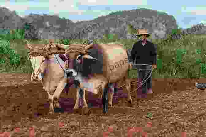 A Farmer Plowing A Field With Oxen Things That Changed The Course Of History: The Story Of The Invention Of The Typewriter 150 Years Later