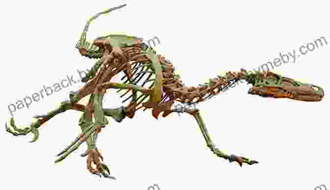 A Fossilized Skeleton Of A Velociraptor, Showcasing Its Distinctive Features Such As Its Long Tail, Sharp Claws, And Feathered Body. Velociraptor (21st Century Junior Library: Dinosaurs)