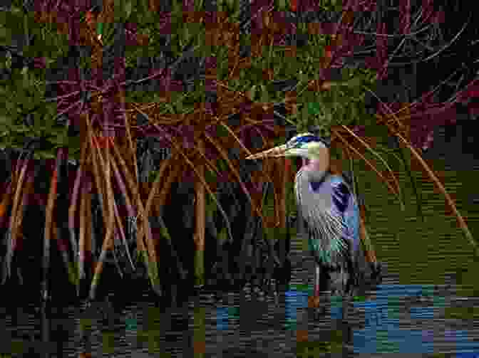 A Great Blue Heron Standing In A Mangrove Forest, Its Long Neck Extended AVITOPIA Birds Of El Salvador