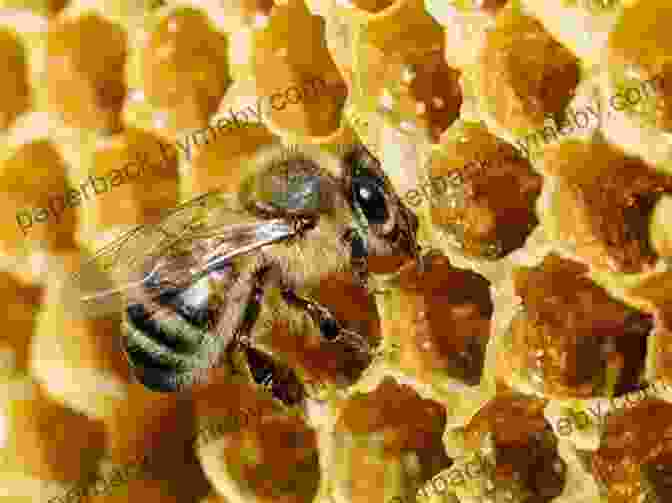 A Honeycomb, Representing The Sweet Medicine Of The Honeybee The Shamanic Way Of The Bee: Ancient Wisdom And Healing Practices Of The Bee Masters