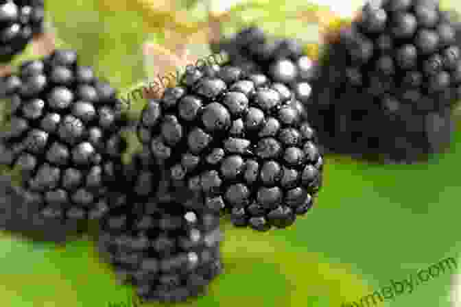 A Lush Field Of Ripe Blackberries Ready For Harvest How To Grow Blackberries Linda Gray