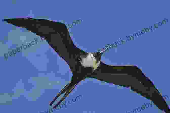 A Majestic Frigatebird Soaring Over The Turquoise Waters Of Antigua AVITOPIA Birds Of Antigua And Barbuda