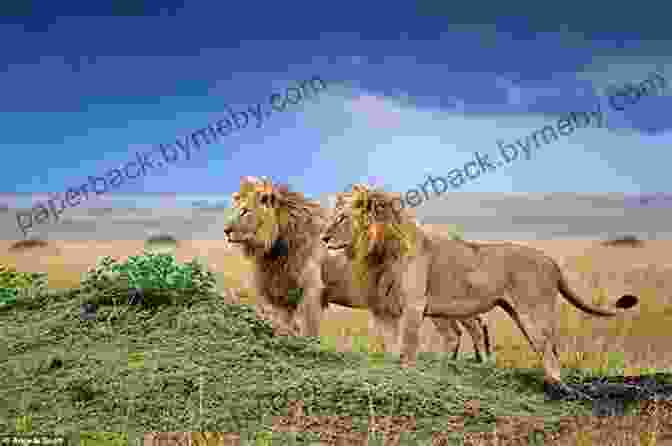 A Majestic Lion Surveys Its Territory On The African Savanna Part Of The Pride: My Life Among The Big Cats Of Africa