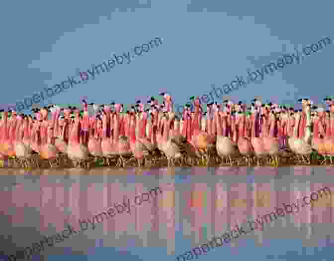 A Panoramic Photograph Of A Flamingo Colony In A Salt Lake, Showcasing Their Preferred Habitat And Communal Nature. Amazing Picture And Fact About Flamingos (The Animal Kids Book)