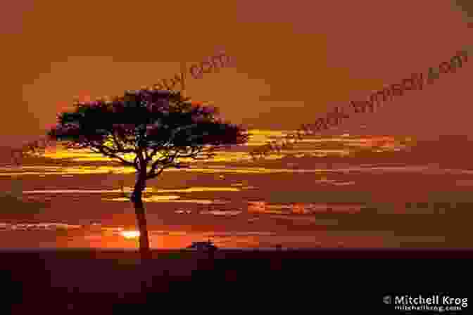 A Panoramic View Of A Breathtaking African Sunrise Over A Vast Landscape Shadows In An African Twilight: Game Ranger Soldier Hunter