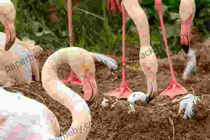 A Photograph Of A Flamingo Nest, Showcasing The Communal Nesting Behavior And The Protective Care Provided To The Eggs. Amazing Picture And Fact About Flamingos (The Animal Kids Book)