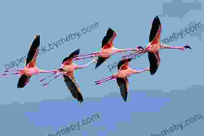 A Photograph Of A Flock Of Flamingos In Flight, Capturing Their Graceful And Coordinated Maneuvers During Migration. Amazing Picture And Fact About Flamingos (The Animal Kids Book)