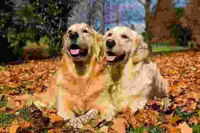 A Retriever In The Field Gun Dog Training Spaniels And Retrievers