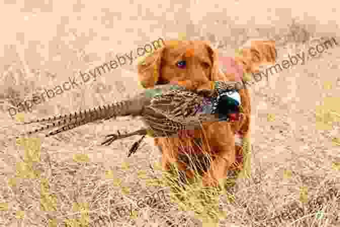 A Retriever Sniffing A Game Bird Gun Dog Training Spaniels And Retrievers