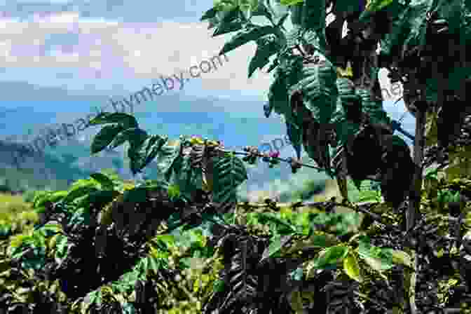 A Scenic View Of The Rolling Hills And Coffee Plantations In The Coffee Triangle, Colombia Colombia Travel Guide: The Top 10 Highlights In Colombia (Globetrotter Guide Books)