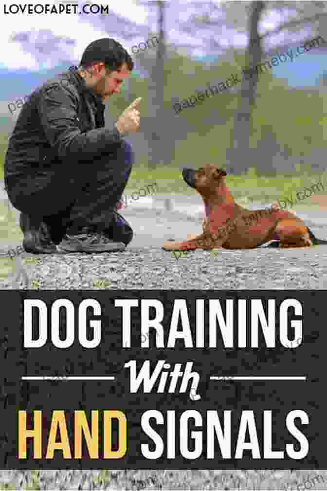 A Spaniel Performing Obedience Commands Gun Dog Training Spaniels And Retrievers