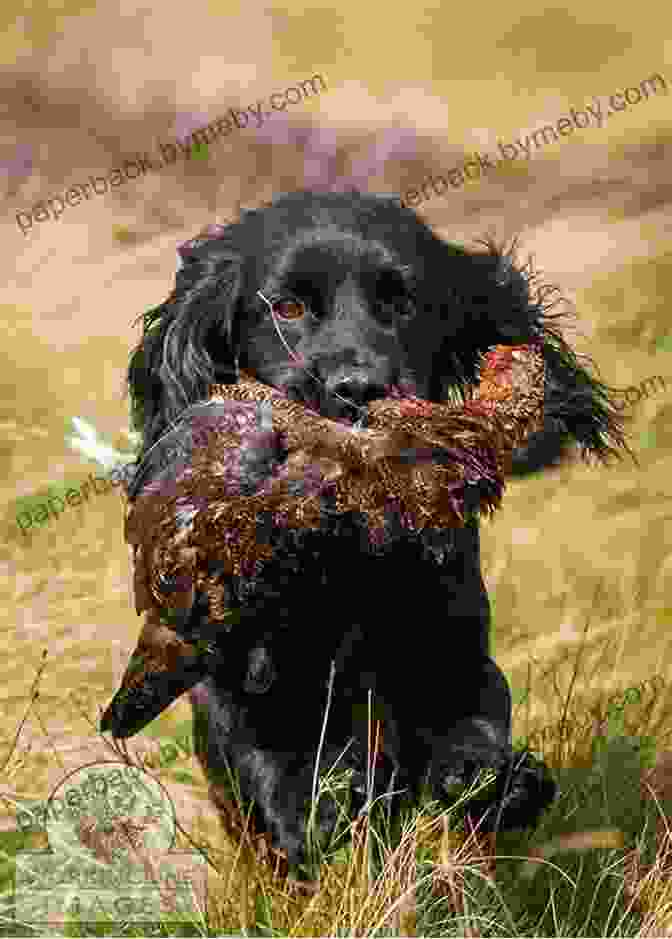 A Spaniel Retrieving A Game Bird Gun Dog Training Spaniels And Retrievers