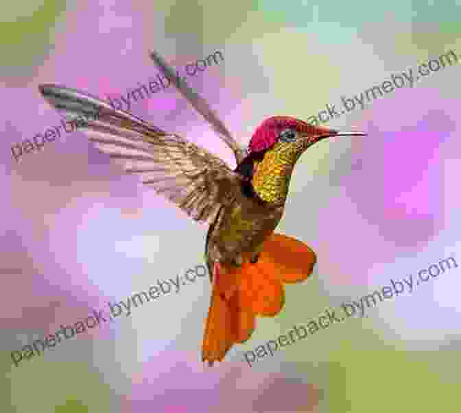 A Stunning Photograph Of A Ruby Topaz Hummingbird, Showcasing Its Iridescent Plumage And Delicate Beak. AVITOPIA Birds Of Grenada