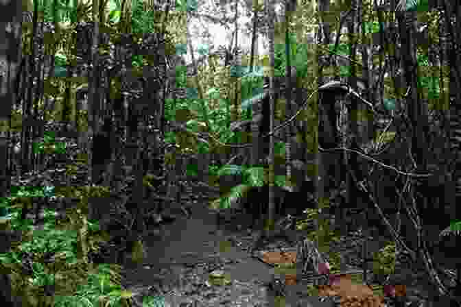 A Stunning View Of The Gola Rainforest National Park In Sierra Leone Sierra Leone (The Evolution Of Africa S Major Nations)