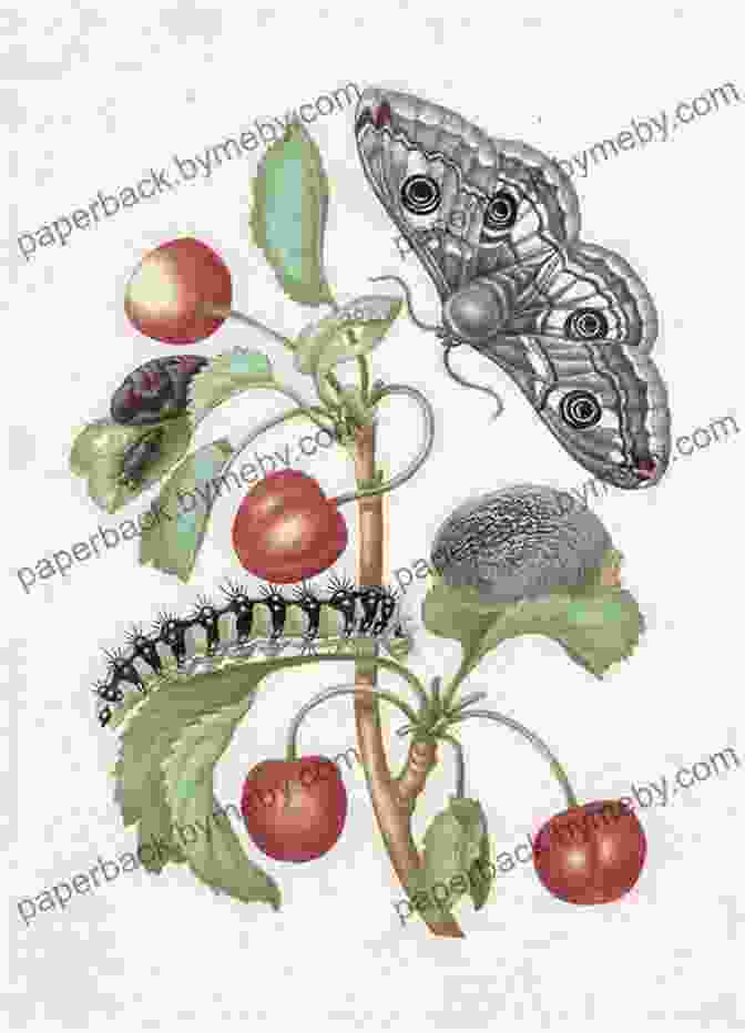 A Vibrant Illustration Of Caterpillars Transforming Into Butterflies By Maria Sibylla Merian Chrysalis: Maria Sibylla Merian And The Secrets Of Metamorphosis