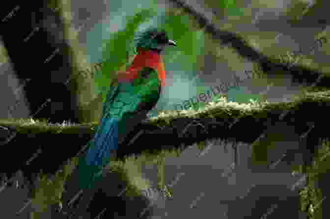 A Vibrant Male Resplendent Quetzal In The Cloud Forests Of El Salvador AVITOPIA Birds Of El Salvador