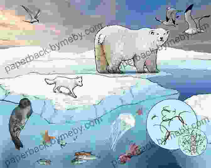 An Illustration Depicting The Interconnectedness Of The Arctic Ecosystem Bloggers Guide To Arctic Finland: Discover A Real Arctic Environment