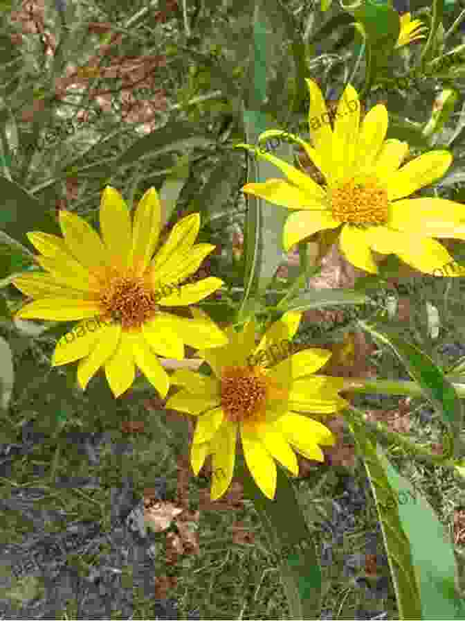 Arnica Plant With Yellow Daisy Like Flowers Rosemary Gladstar S Medicinal Herbs: A Beginner S Guide: 33 Healing Herbs To Know Grow And Use