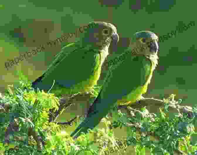 Avitopia: Birds Of Aruba Brown Throated Parakeet AVITOPIA Birds Of Aruba