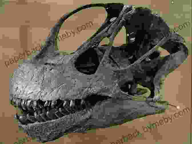 Camarasaurus, The Dinosaur With The Unique Skull. Brachiosaurus And Other Big Long Necked Dinosaurs (Dinosaur Fact Dig)