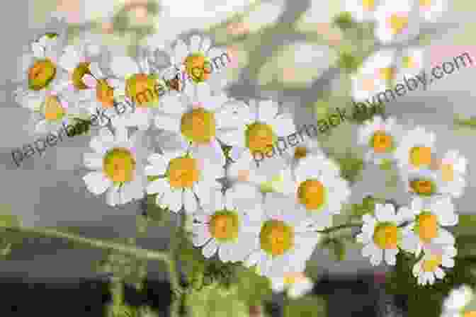 Chamomile Plant With White Daisy Like Flowers Rosemary Gladstar S Medicinal Herbs: A Beginner S Guide: 33 Healing Herbs To Know Grow And Use