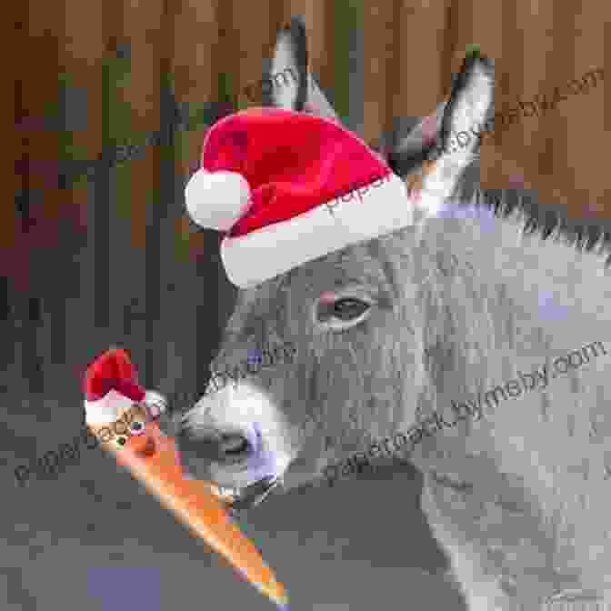 Donkey Christmas Book Cover Featuring A Donkey In A Santa Hat A Donkey Christmas Ken Shores