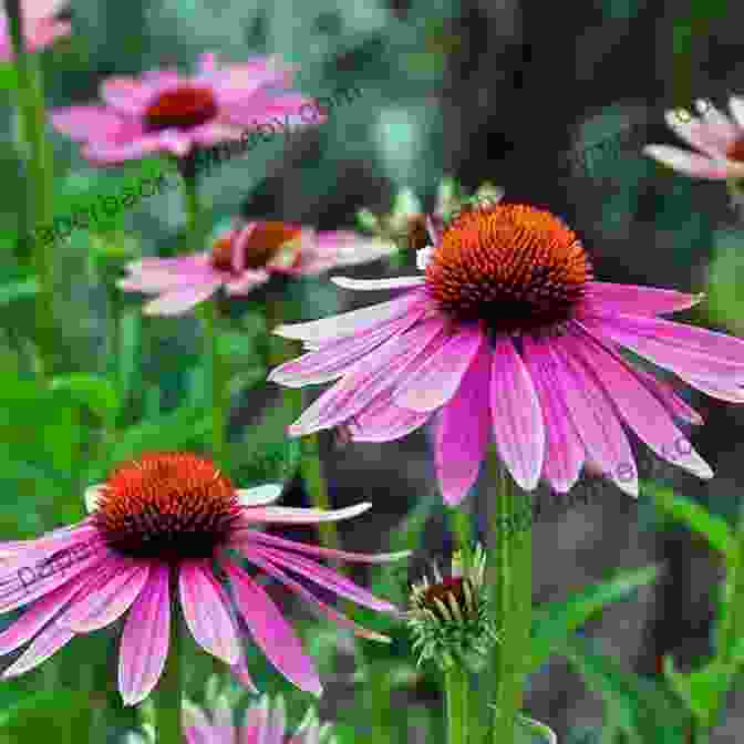 Echinacea Plant With Pink Daisy Like Flowers Rosemary Gladstar S Medicinal Herbs: A Beginner S Guide: 33 Healing Herbs To Know Grow And Use