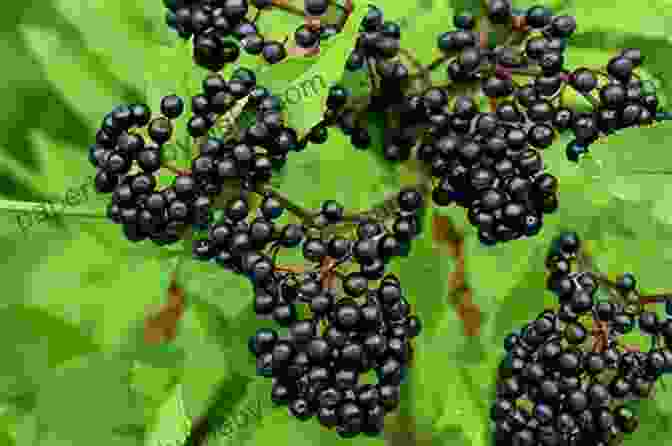 Elderberry Plant With Black Berries Rosemary Gladstar S Medicinal Herbs: A Beginner S Guide: 33 Healing Herbs To Know Grow And Use