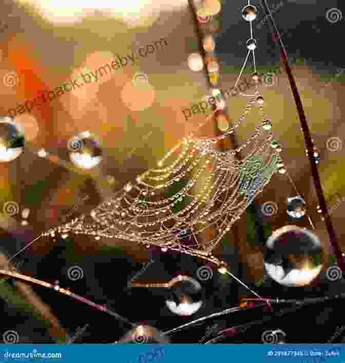 Enchanted Spider Web With Delicate Dewdrops Wild Kratts Comic Book: Secrets Of The Spider S Web Chap 3