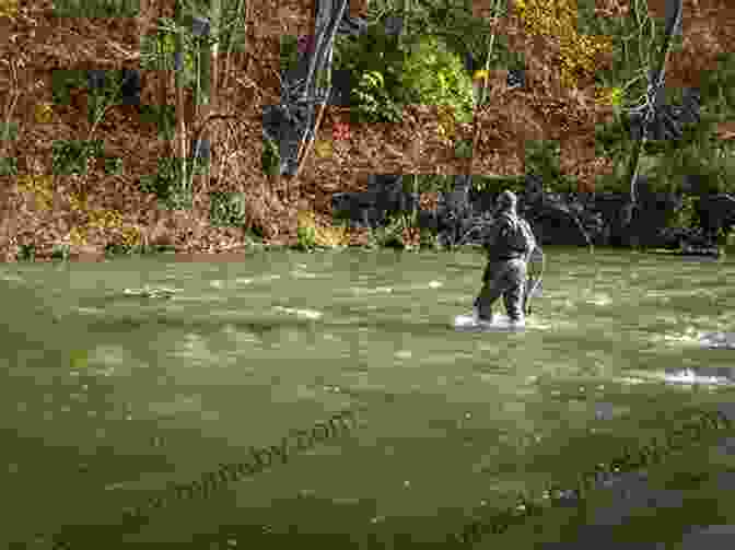 Fly Fisherman Wading In The Firehole River Flyfisher S Guide To Yellowstone National Park