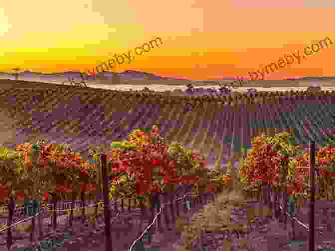 Image Of Early American Vineyards The Wild Vine: A Forgotten Grape And The Untold Story Of American Wine