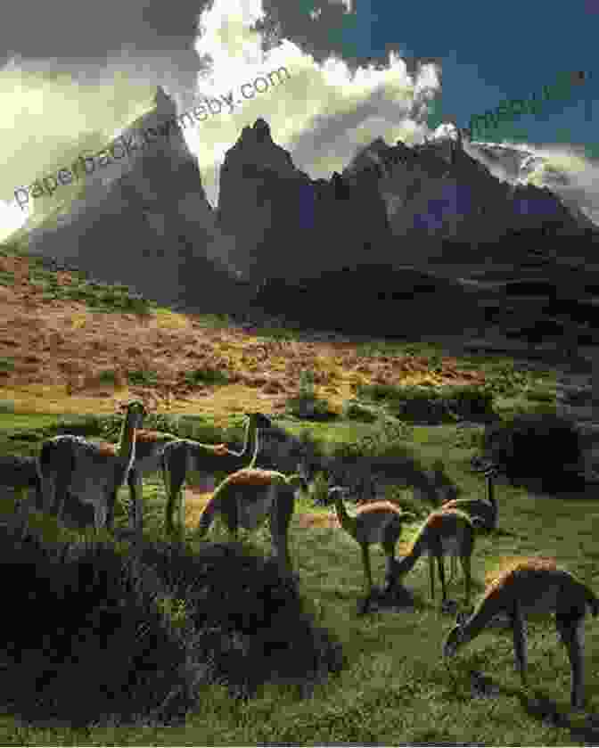 Patagonia's Diverse Wildlife, Including Guanacos, Penguins, And Condors Across Patagonia (Illustrated) Patrick Symmes