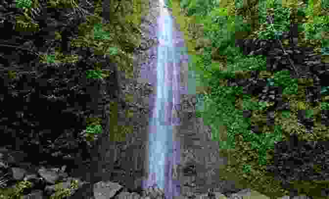 Santa Claus Hiking Through A Rainforest In Hawaii Where Does Santa Go On Vacation?