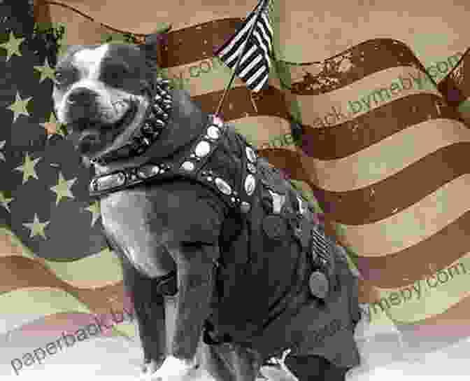 Stubby The Dog Soldier Stubby The Dog Soldier: World War I Hero (Animal Heroes)