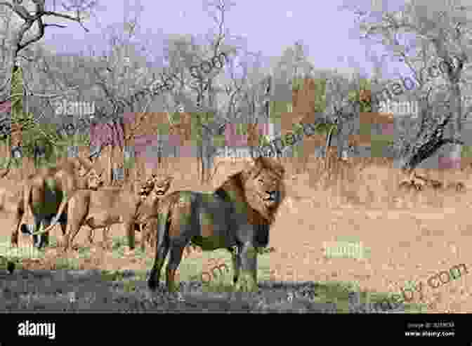 The Author Observes A Pride Of Lions In The Bushveld The Man With The Black Dog: A True Modern Day Jock Of The Bushveld