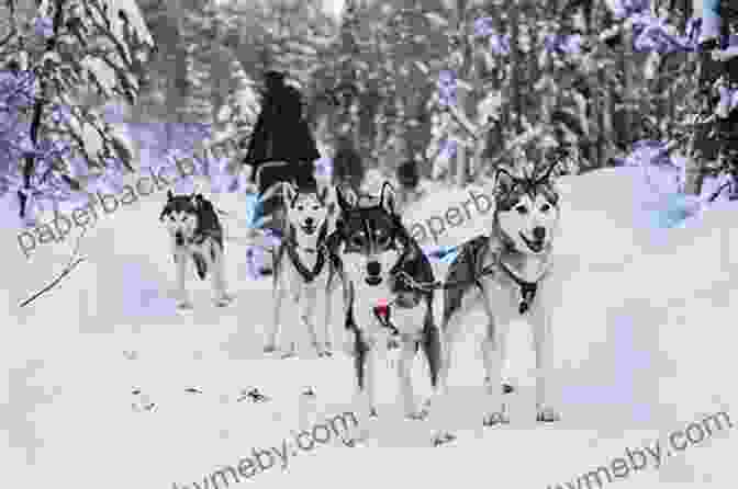 Tourists On A Husky Sledding Adventure In Lapland TERRANCE TALKS TRAVEL: The Quirky Tourist Guide To Lapland (Arctic Circle) Helsinki Finland