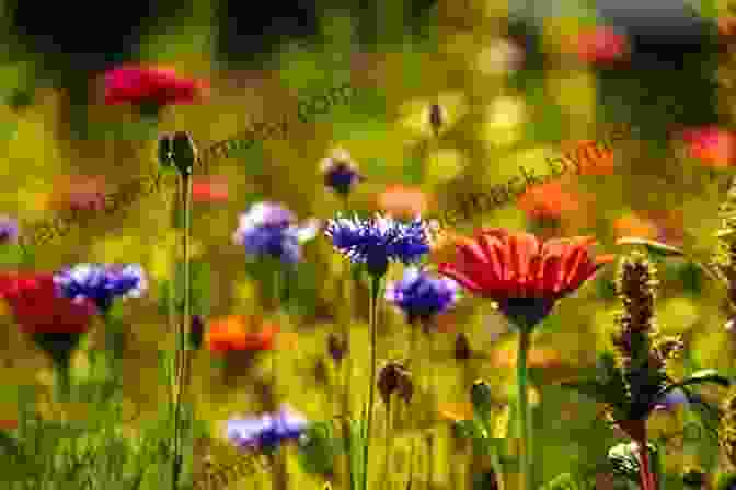 Vibrant Wildflowers Blooming In A Lush Meadow During Spring Earth Almanac: Nature S Calendar For Year Round Discovery