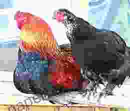 The Brave Black Hen